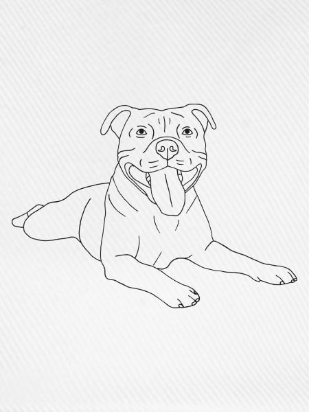 American Staffordshire Terrier
