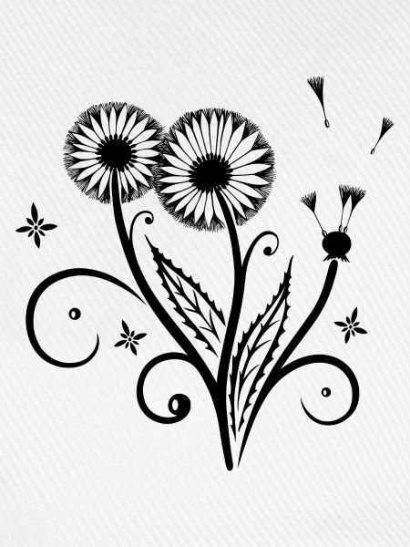 Löwenzahn, Pusteblume, dandelion