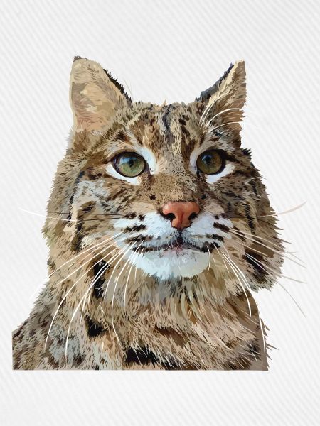 Luchs