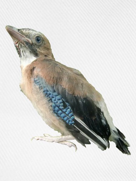 Eichelhäher Jungvogel