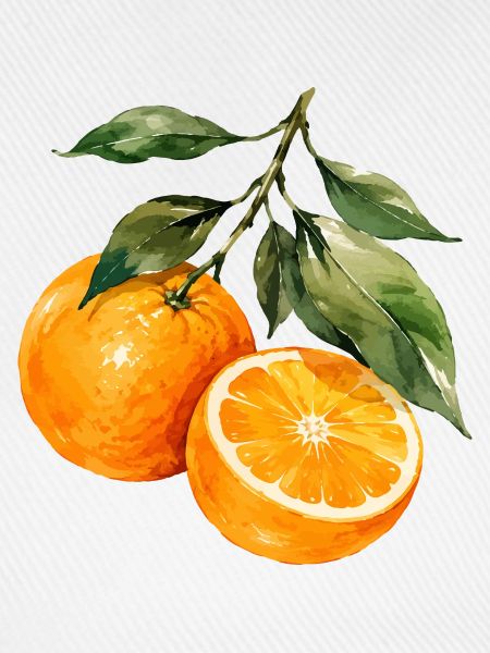 Orangen Aquarell Obstzweig