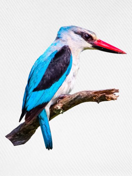 Woodland_Kingfisher
