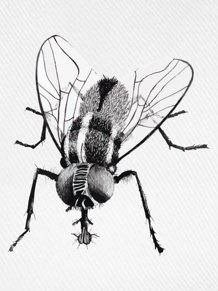 Schwarze Fliege