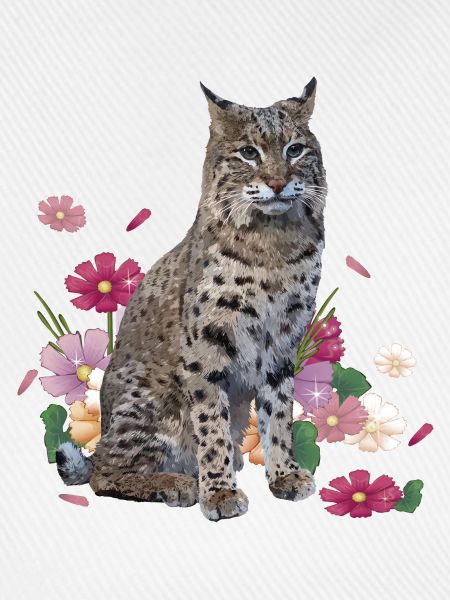 Luchs