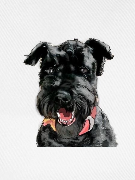 Kerry Blue Terrier