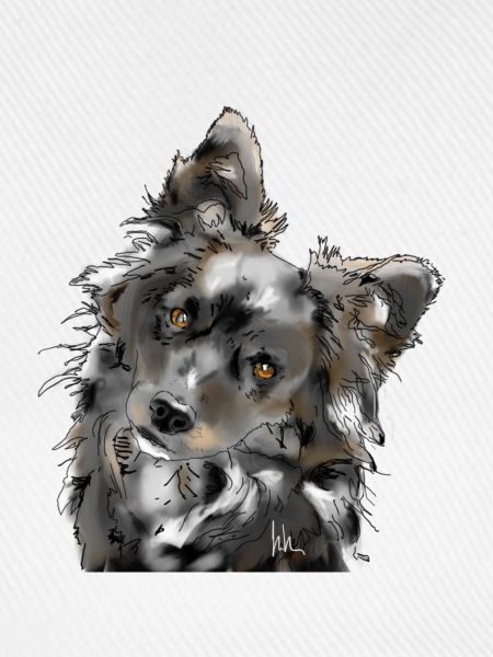 Australian Shepherd