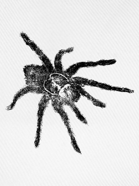 Spinne - Spinne