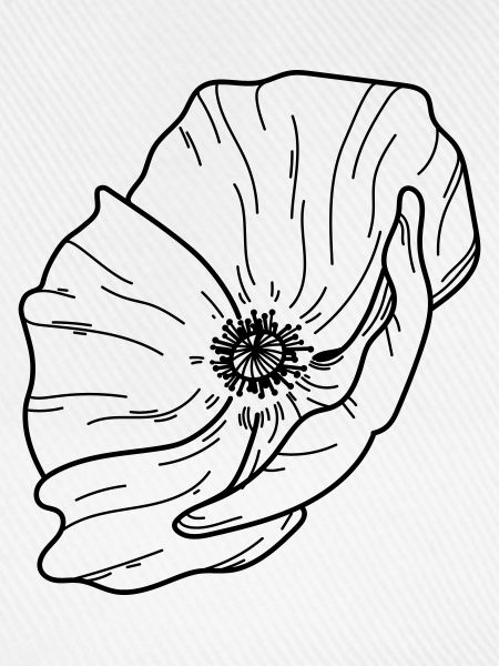 Mohn Blume