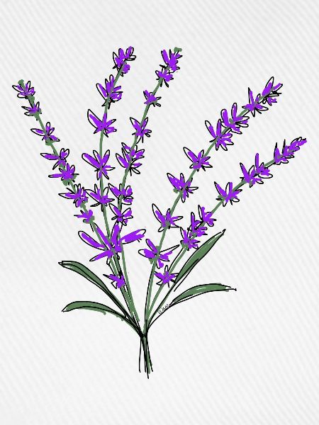 Lavendel