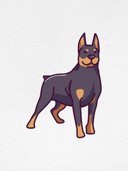 Doberman Pinscher