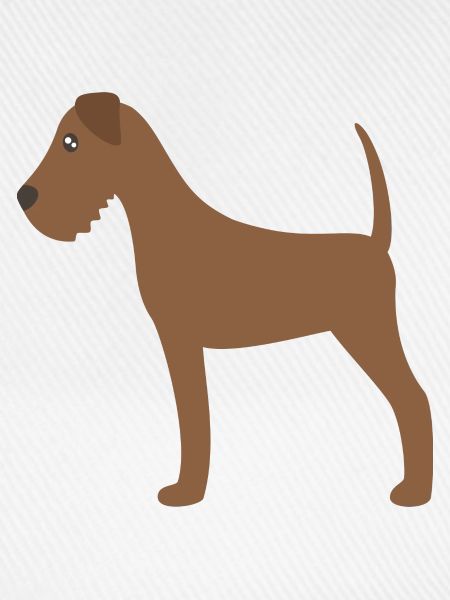 irish terrier