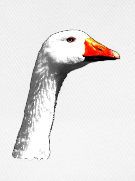 Gans