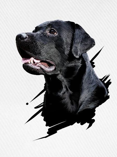 Labrador