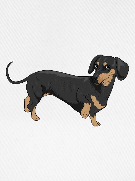 Dachshund