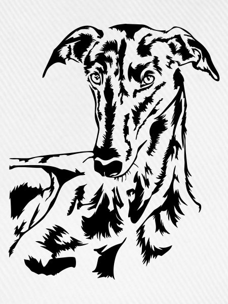 Galgo Kopf