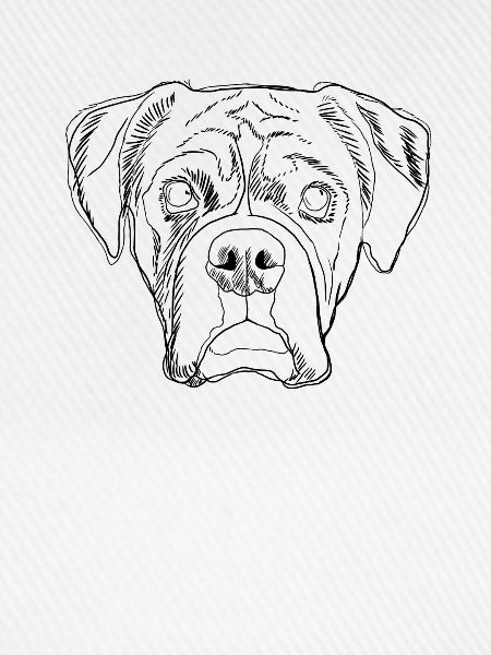Boxer Hund