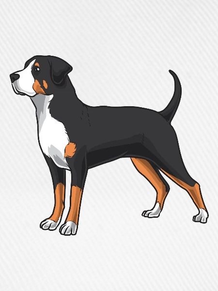 Großer Schweizer Sennenhund Hund