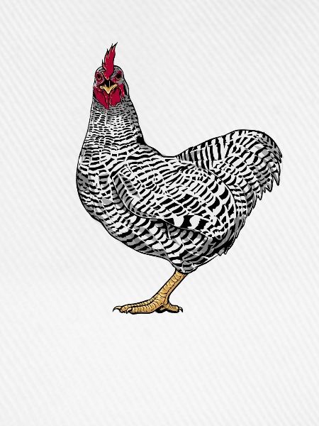 Amrock Huhn