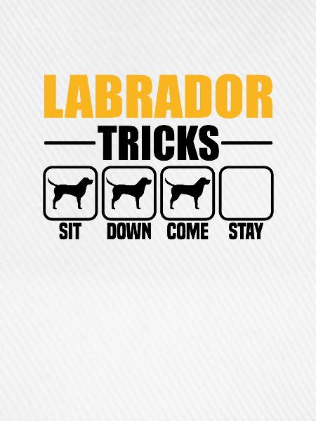 Labrador Tricks