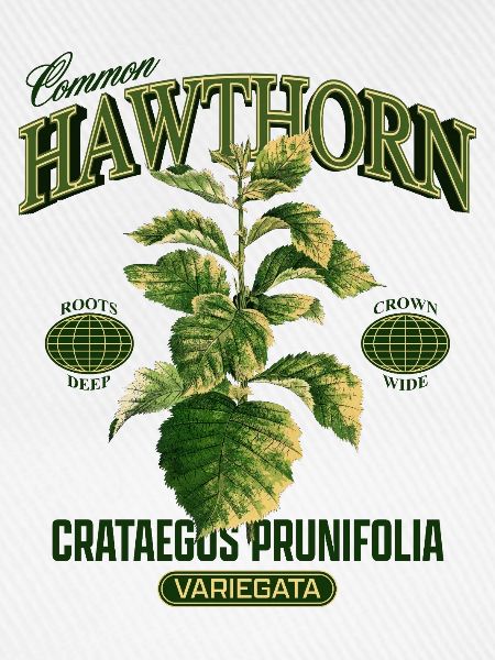 Common Hawthorn Botanical Art
