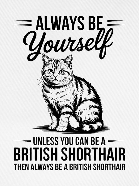 Britisch Kurzhaar Katze Britisch Kurzhaar Geschenk