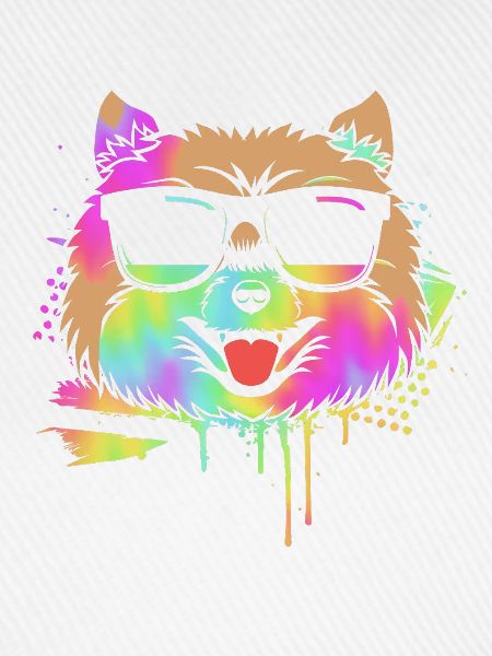 Pomeranian Zwergspitz Hund
