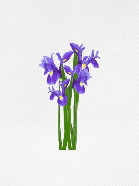 Blumen Frühling Iris Schwertlilien - Geschenkidee
