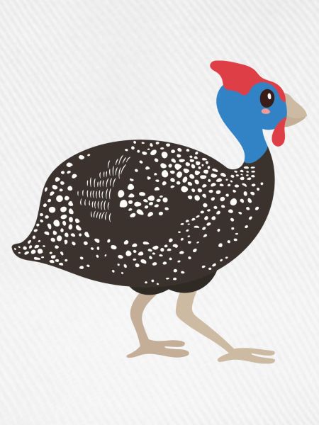 Perlhuhn