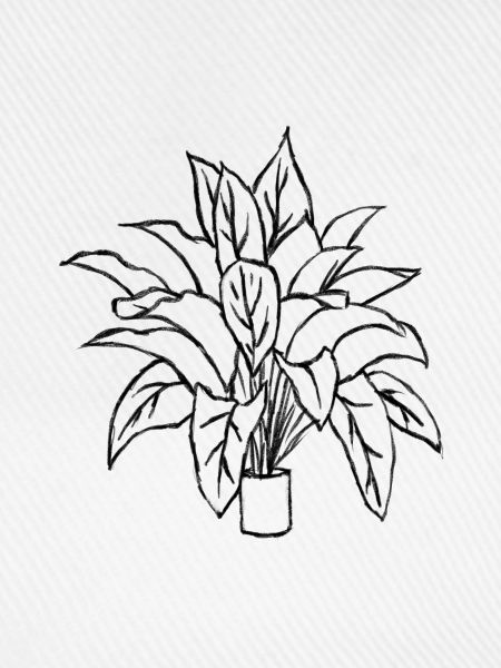 Pflanze