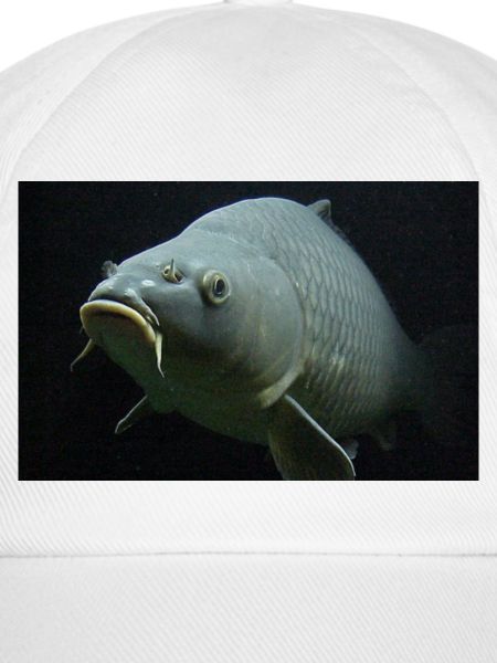la pêche carpe