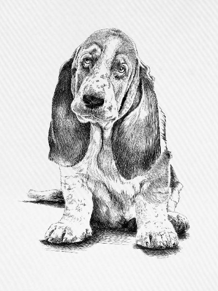 Basset-Hound