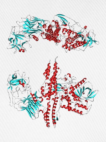 Botulinumtoxin (Botox)
