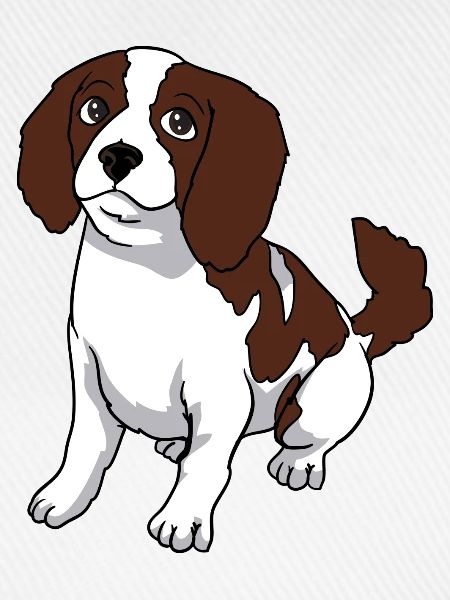 Cavalier King Charles Spaniel Hund
