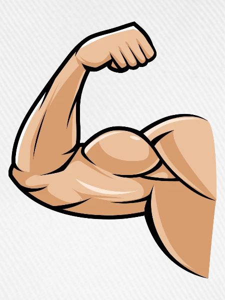 biceps muskel