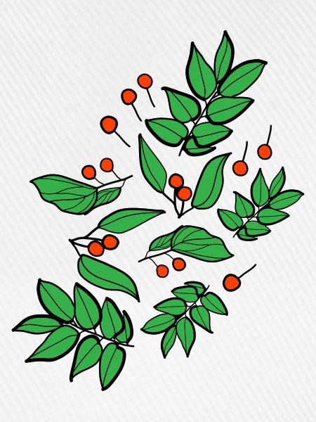 Beeren c3