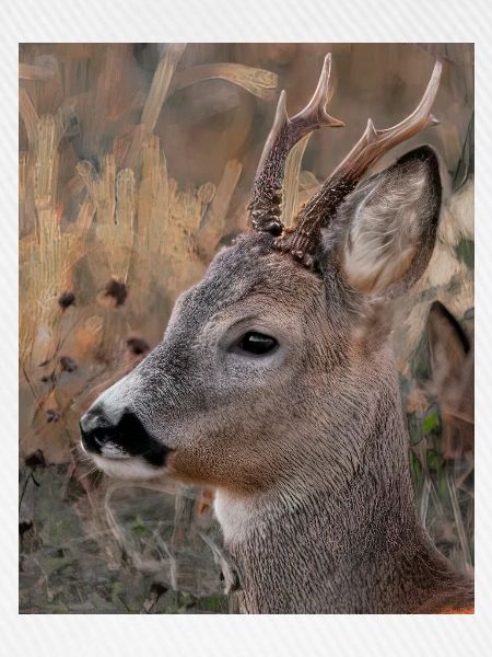Rohe Tiere