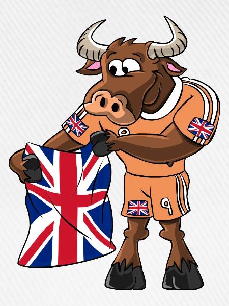 England Fan Stier