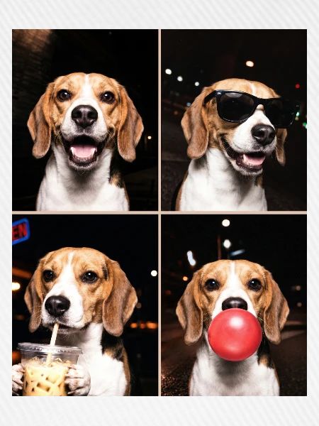 Hunde Beagle Hund
