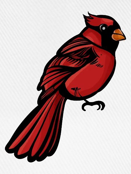 Crimson Cardinal auf Schwarz