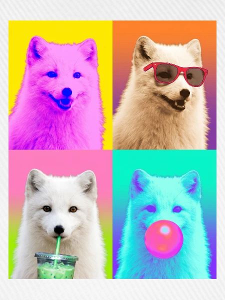 Polarfüchse Polarfuchs