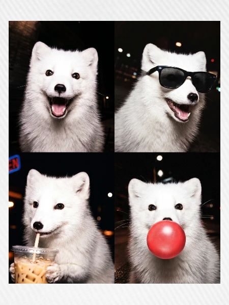 Polarfüchse Polarfuchs