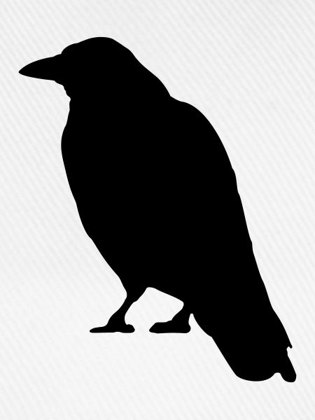 Black Crow Vogel