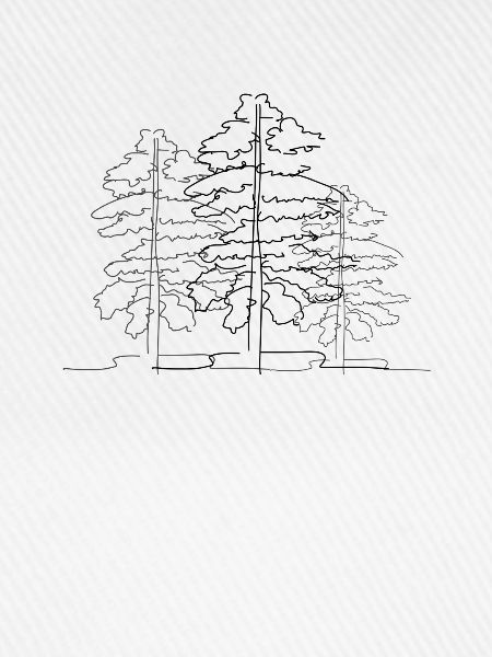 Baum Wald Lineart