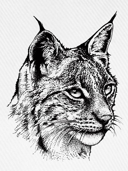 Luchs