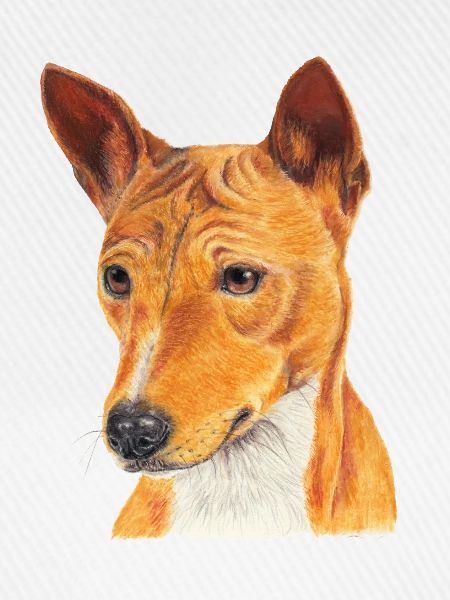 Basenji