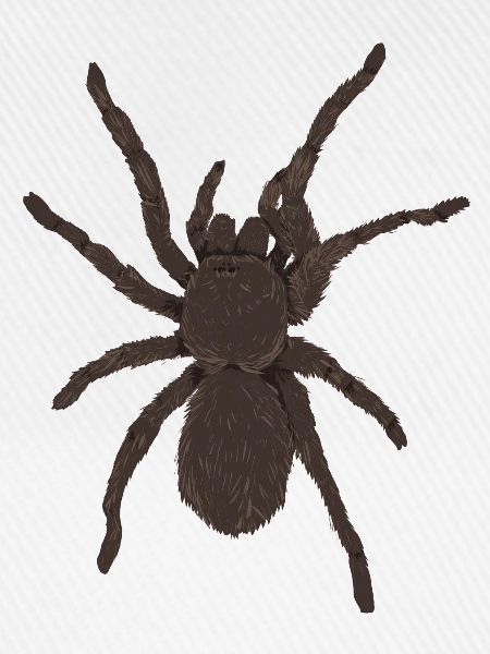 Vogelspinne2
