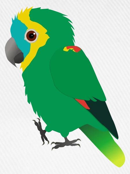 Amazonas-Papagei mit blauer Front