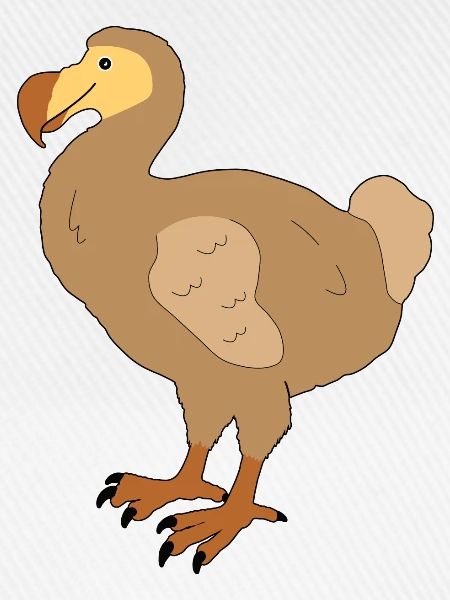 Dodo