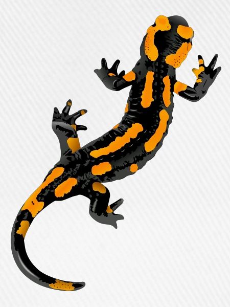 Salamander - Feuersalamander