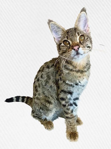 Tabby